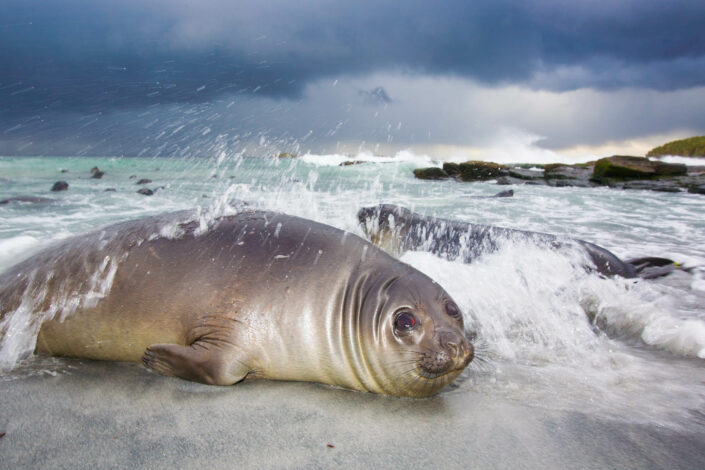 Elephant Seal in the storm